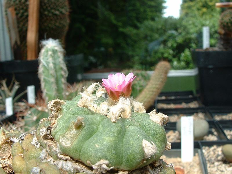 Lophophora jourdaniana_1.JPG